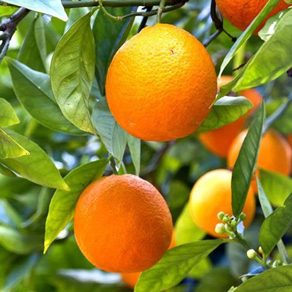 'Mandarin' Citrus Tree: Plant in 6L Pot