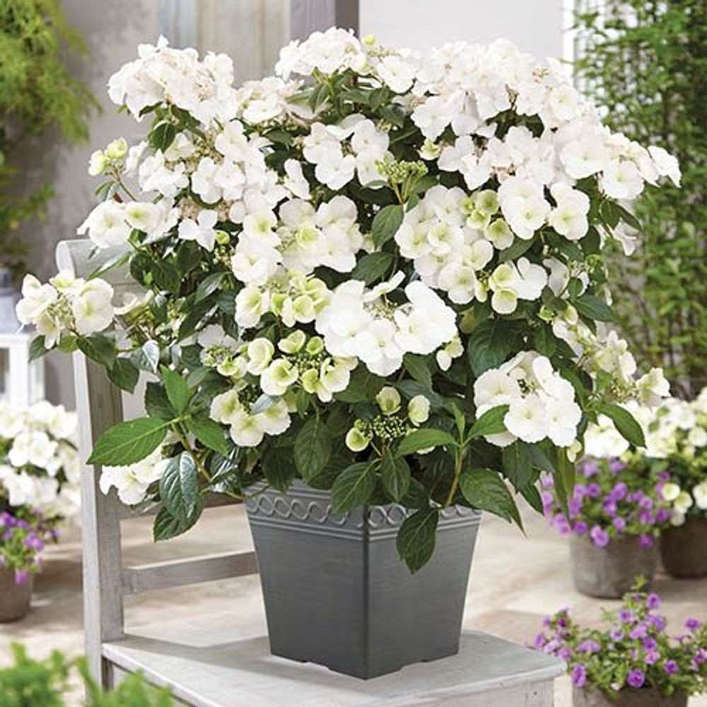 'Runaway Bride' Hydrangea: Plant in 20/25cm Pot