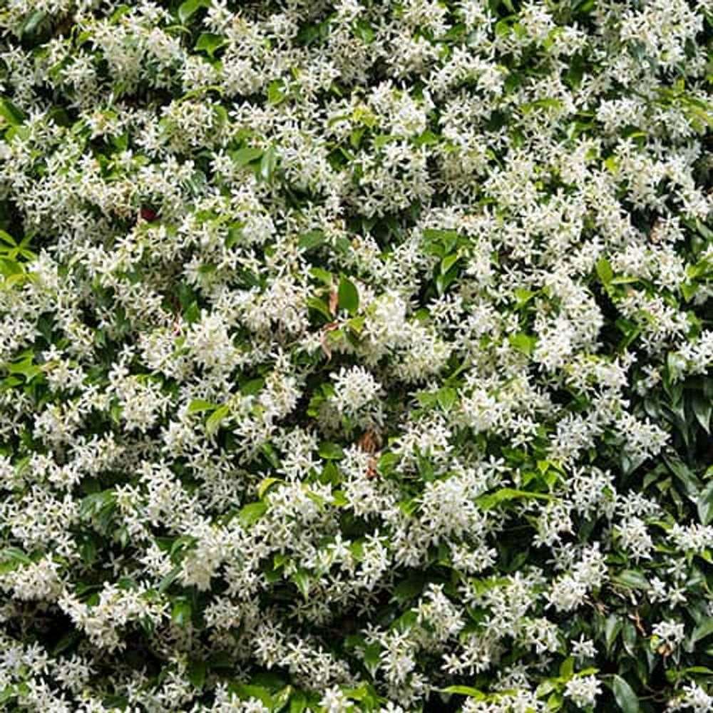 'Star Jasmine' Trachelospermum Jasminoides: 80cm-100cm in Height