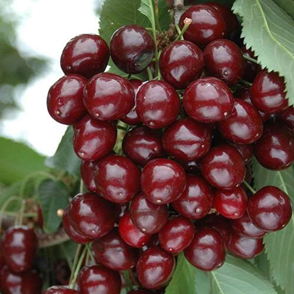 'Porthos' Cherry Bush: Plant in 3L Pot